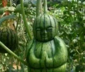 获嘉吃瓜最新事件爆料是真的吗,最新爆料真相揭秘